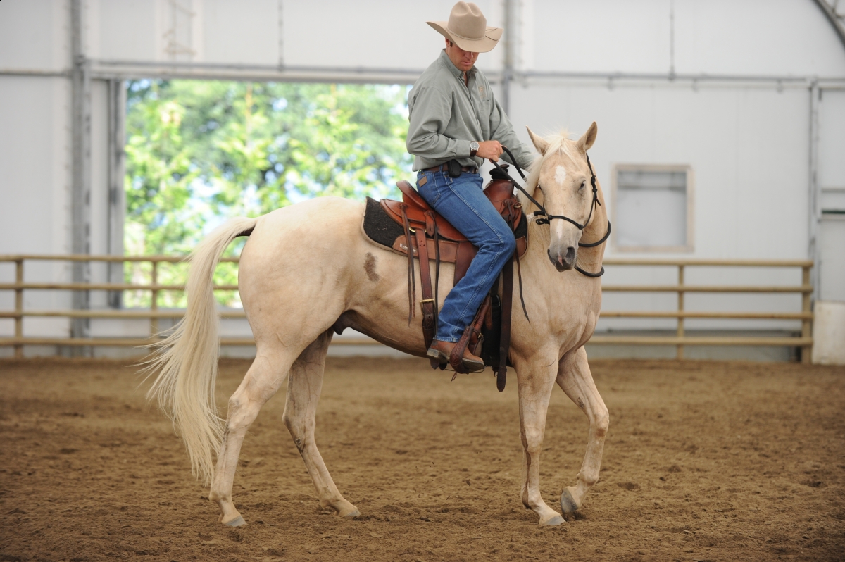 desensitizing the horse, Horsemanship Horse Training, restarting horse training, jonathan field, training young horse, equine neutral Lateral Bends, Disengaging the horse Hindquarters, Mounting horse from Both Sides