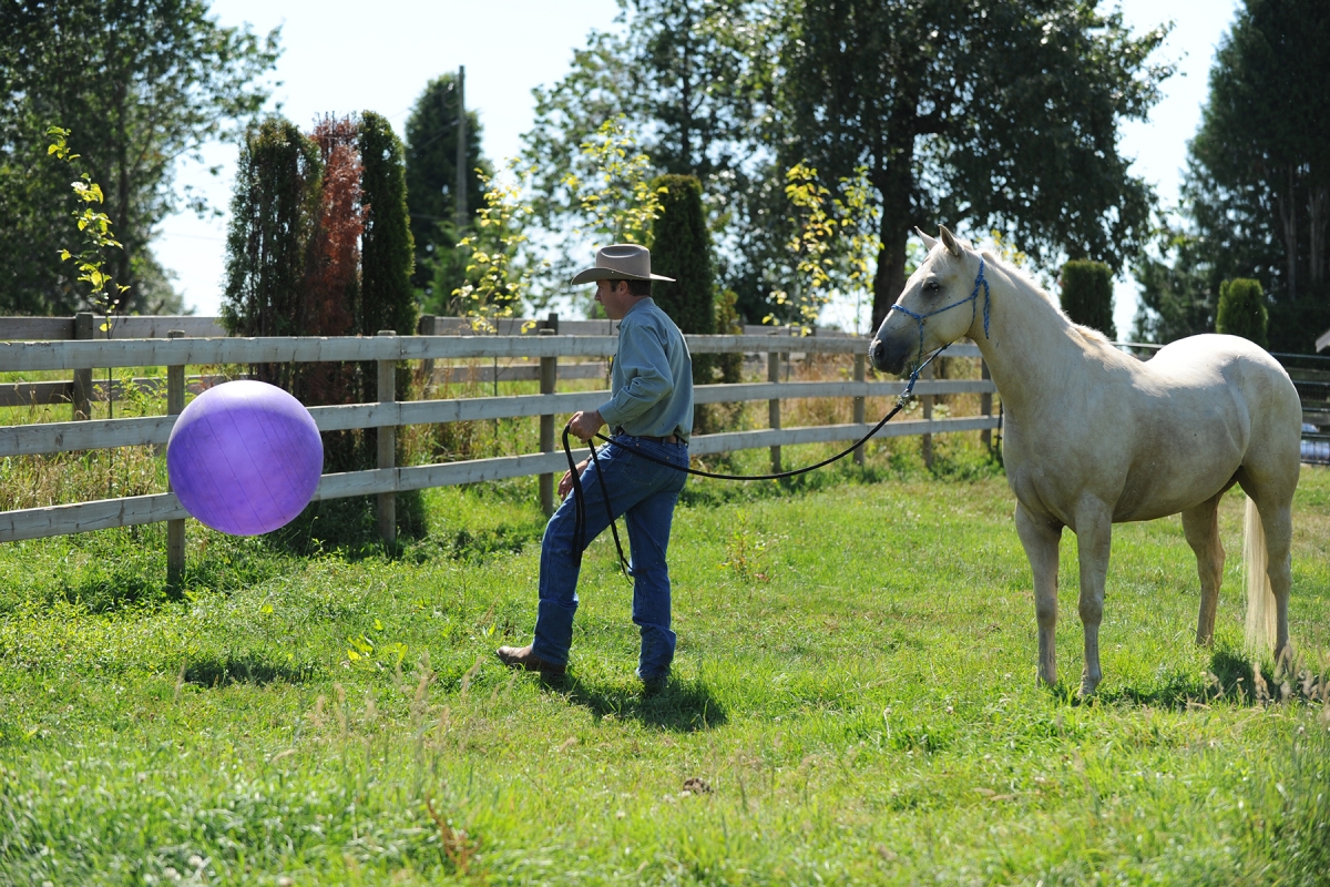 desensitizing the horse, Horsemanship Horse Training, restarting horse training, jonathan field, training young horse