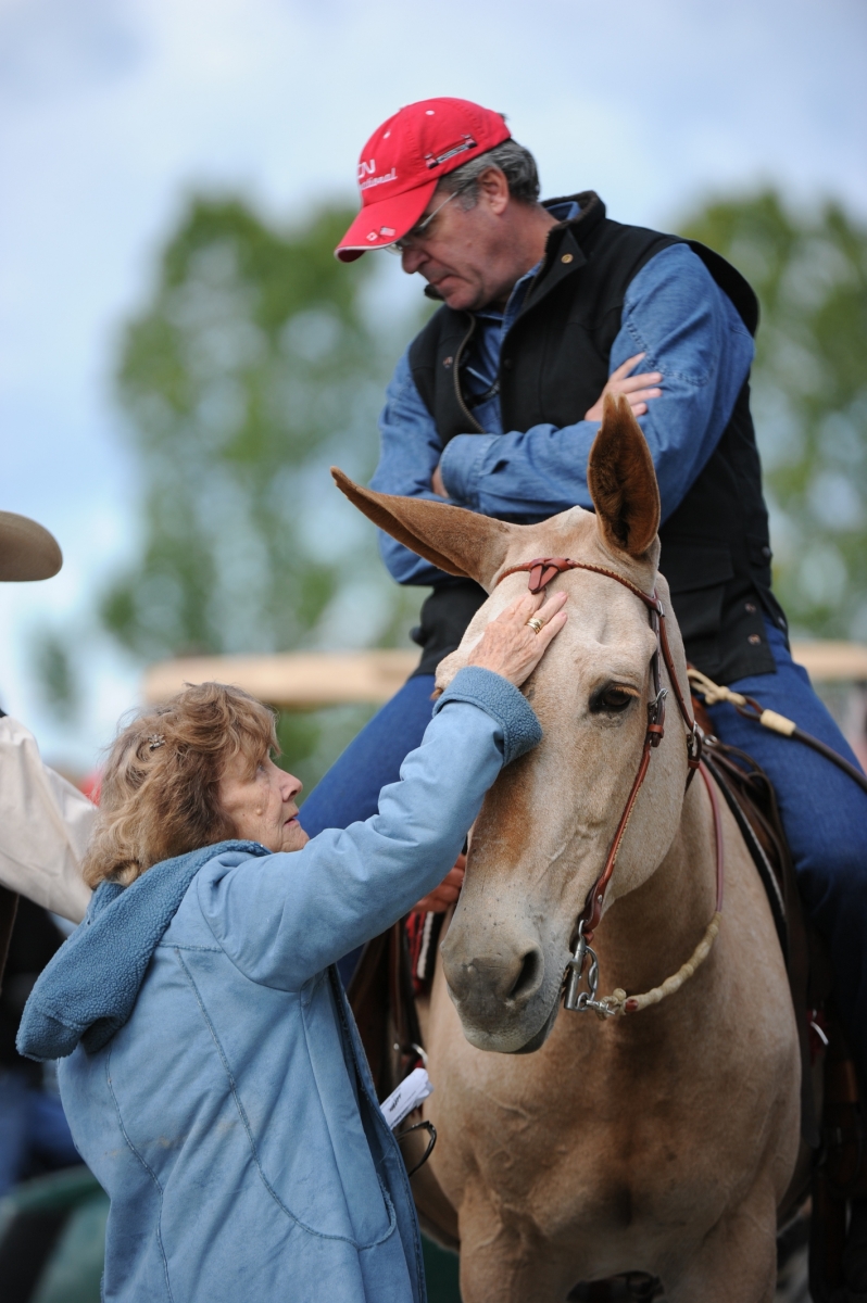 why do most people ride mules and not horses? what are the anotomic differences between horses and mules? comparing horses to mules
