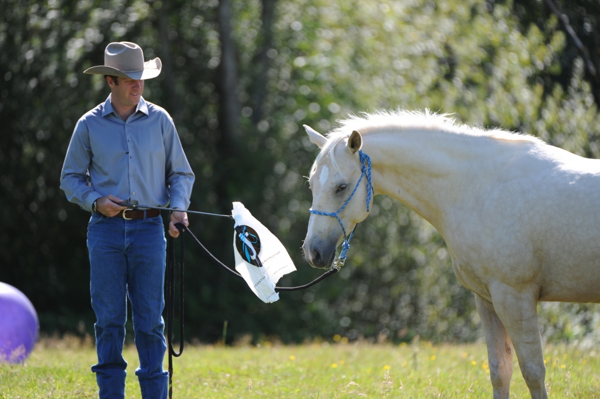 desensitizing the horse, Horsemanship Horse Training, restarting horse training, jonathan field, training young horse