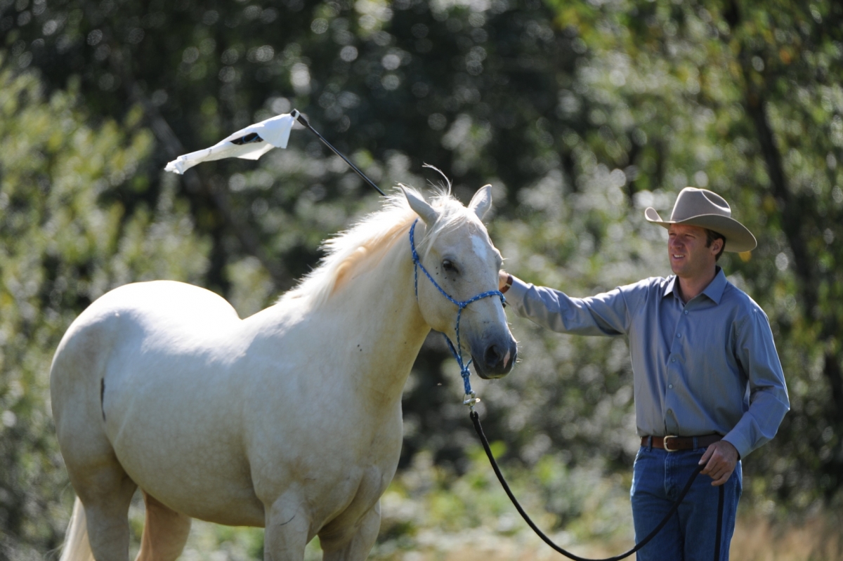 desensitizing the horse, Horsemanship Horse Training, restarting horse training, jonathan field, training young horse