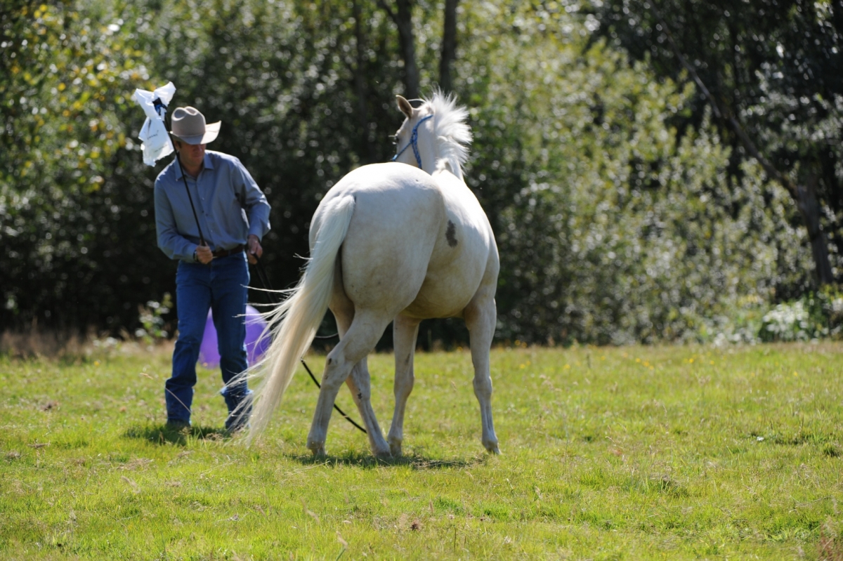 desensitizing the horse, Horsemanship Horse Training, restarting horse training, jonathan field, training young horse