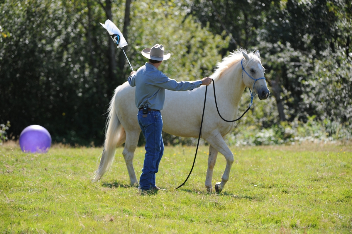 desensitizing the horse, Horsemanship Horse Training, restarting horse training, jonathan field, training young horse