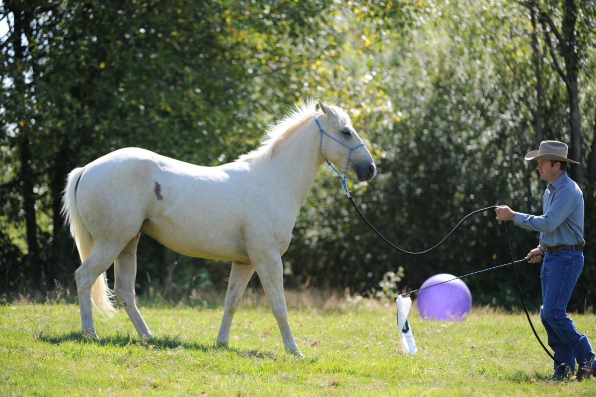 desensitizing the horse, Horsemanship Horse Training, restarting horse training, jonathan field, training young horse