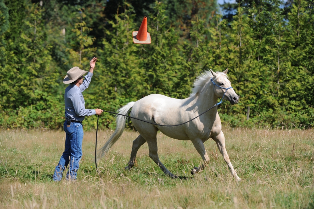 desensitizing the horse, Horsemanship Horse Training, restarting horse training, jonathan field, training young horse