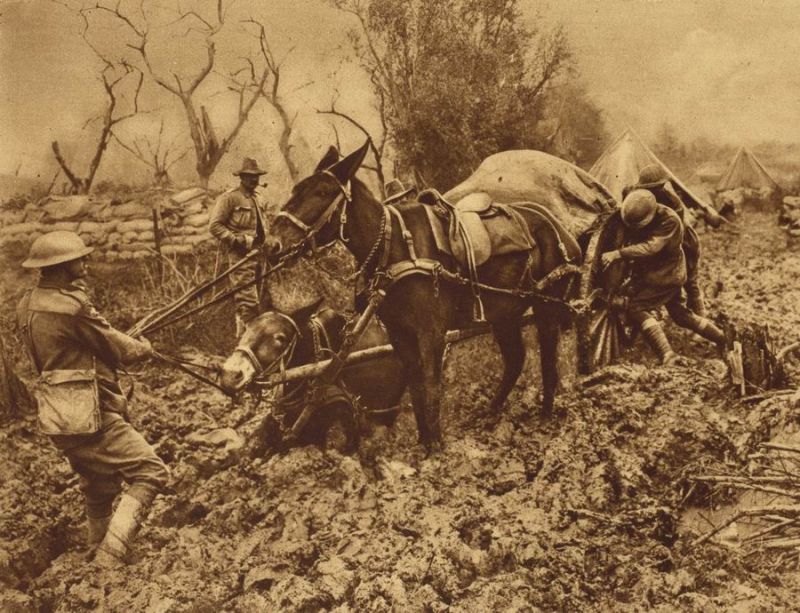 Horses in war, war horse, horses world war 1, horses world war 2, dumb heroes, Riding into War, The Horse in War, my horse warrier, the war illustrated