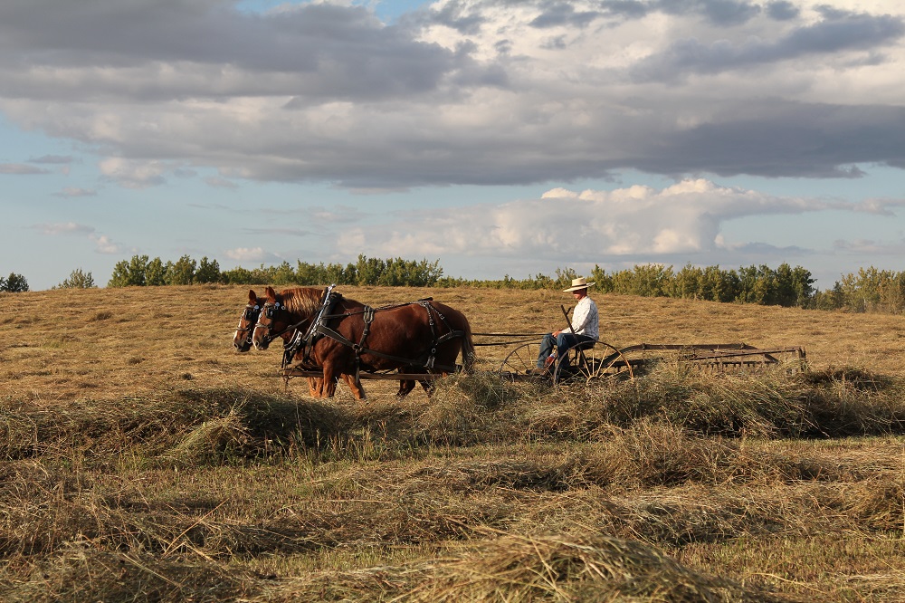 Haying with horsepower photo contest