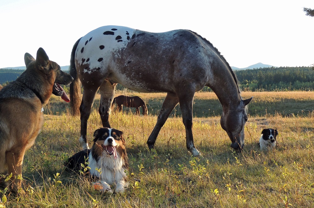 horses being horses photo contest
