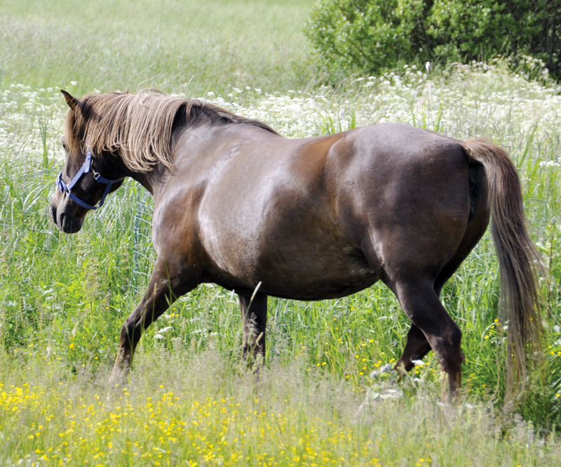 Diseases resulting in Hind Limb Gait Deficits in Horses, stringhalt in horses, Fibrotic Myopathy in horses, Shivers in Horses, Equine Polysaccharide Storage Myopathy PSSM Diseases resulting in Hind Limb Gait Deficits in Horses, stringhalt in horses, Fibrotic Myopathy in horses, Shivers in Horses, Equine Polysaccharide Storage Myopathy PSSM