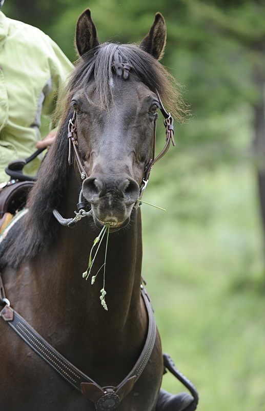 Jonathan Field how do i get my horse to focus, get my horse's attention, help focussing horse, horse won't focus, horse won't pay attention, natural horsemanship