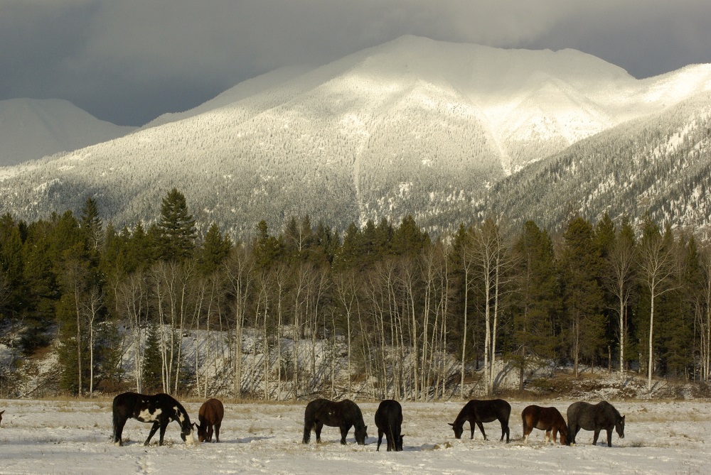 winter wonderland horse photo contest