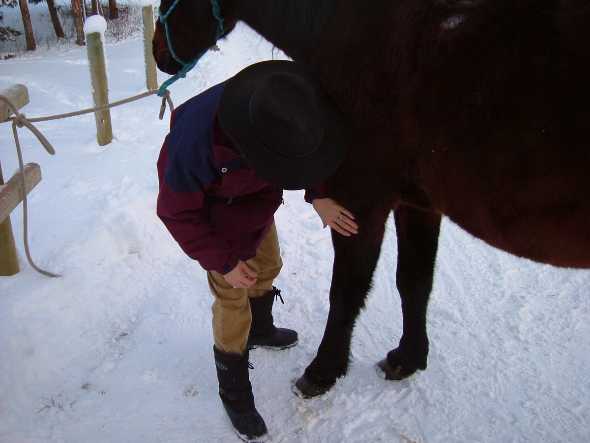 horse feet care, horse foot care, horse hoof care, horse foot health