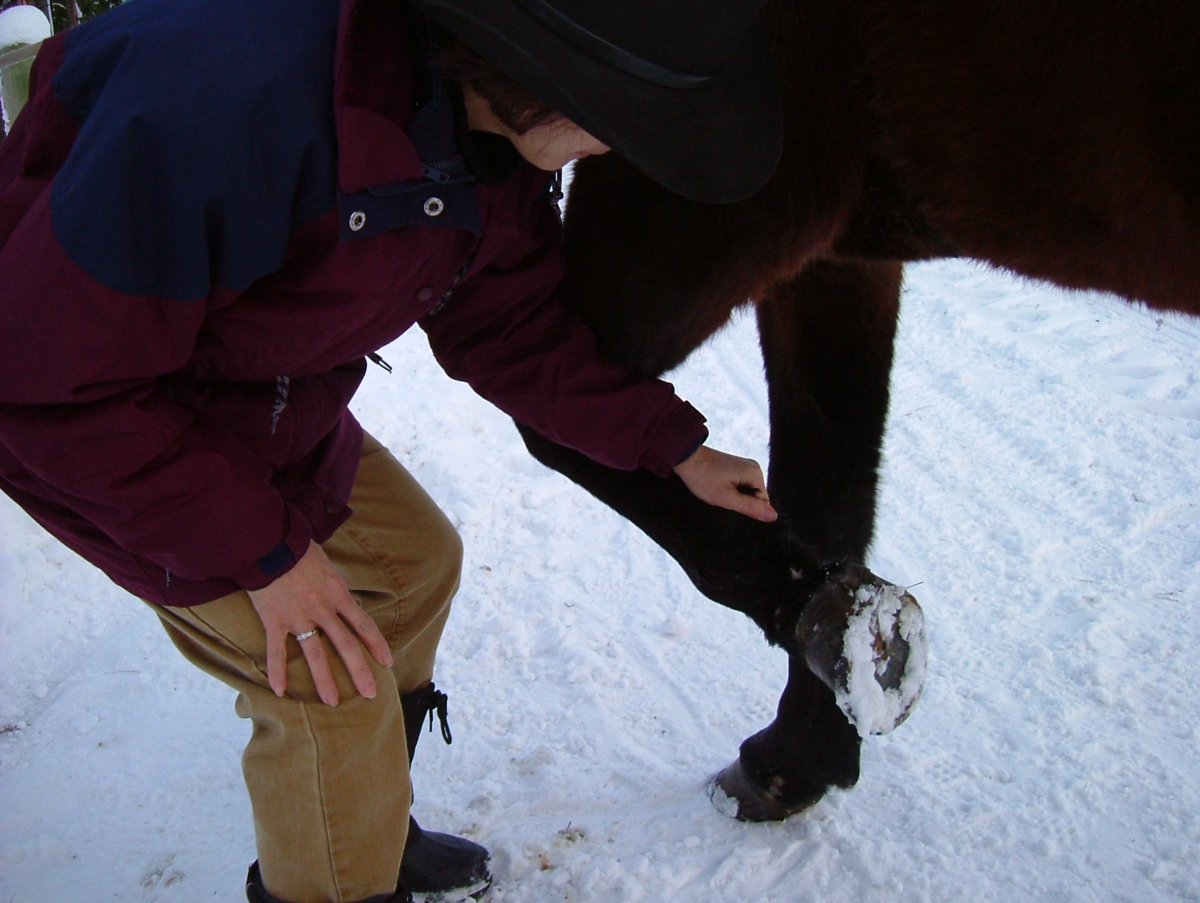 horse feet care, horse foot care, horse hoof care, horse foot health