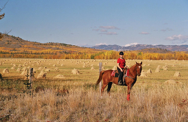 northern lights, aurora borealis, yukon horse, modern Equus, 