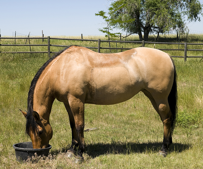 Shelagh Niblock, Optimizing equine Metabolism, equine energy metabolism, equine Foregut digestion, equine hindgut digestion, optimizing energy metabolism, equine feed processing pelleting extrusion, Hi-Pro Feeds, horse care