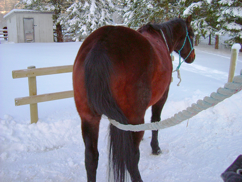 horse trail riding tips, horse riding near home, trail riding young horse horse trail riding tips, horse riding near home, trail riding young horse