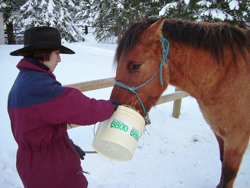 horse trail riding tips, horse riding near home, trail riding young horse horse trail riding tips, horse riding near home, trail riding young horse