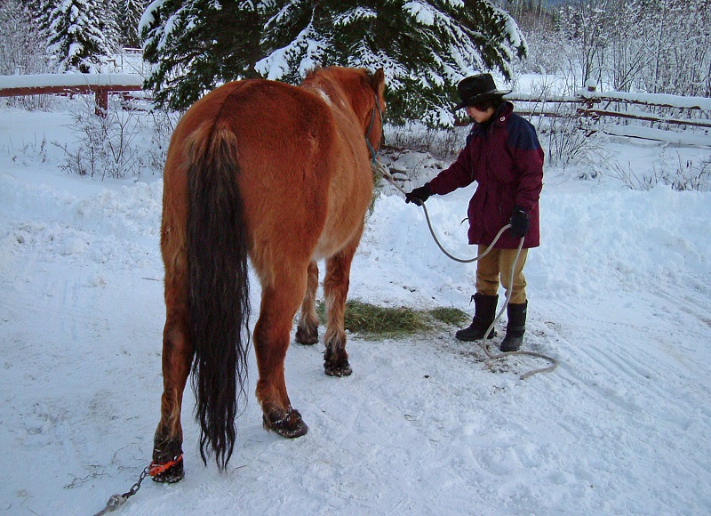 Stan Walchuk Jr, horse wrangling, equine hobbles, horse hobbles, picket rope, horse bells, horse tail tying, equine wrangling