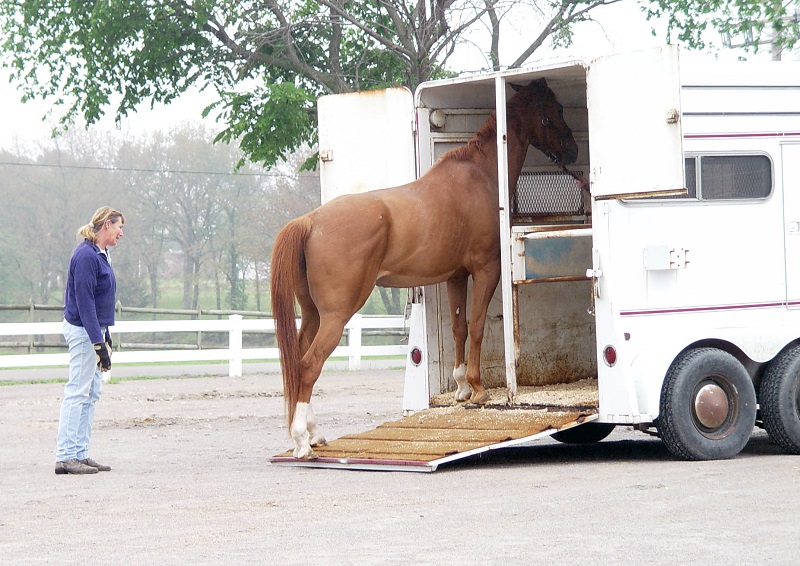 how to load a horse in a trailer, kevan garecki, my horse won't load, horse trailering, train a horse for trailer, de-spook horse, claustrophobic horse tranquilizers, horse sedation, equine sedation, acepromazine horse