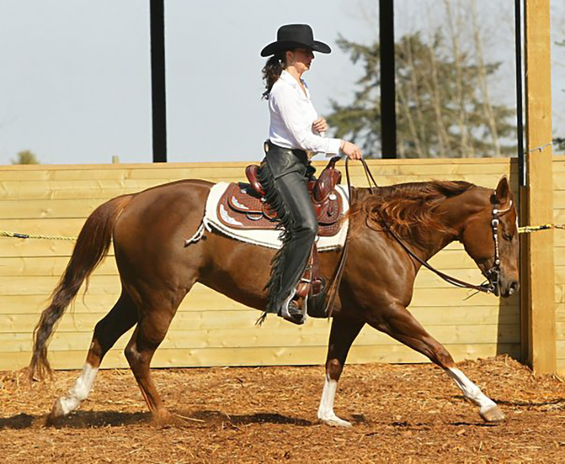 starting out right horse foot, nancy tapley, horse warm-up, Karen brain, horse riding technique, horse training 