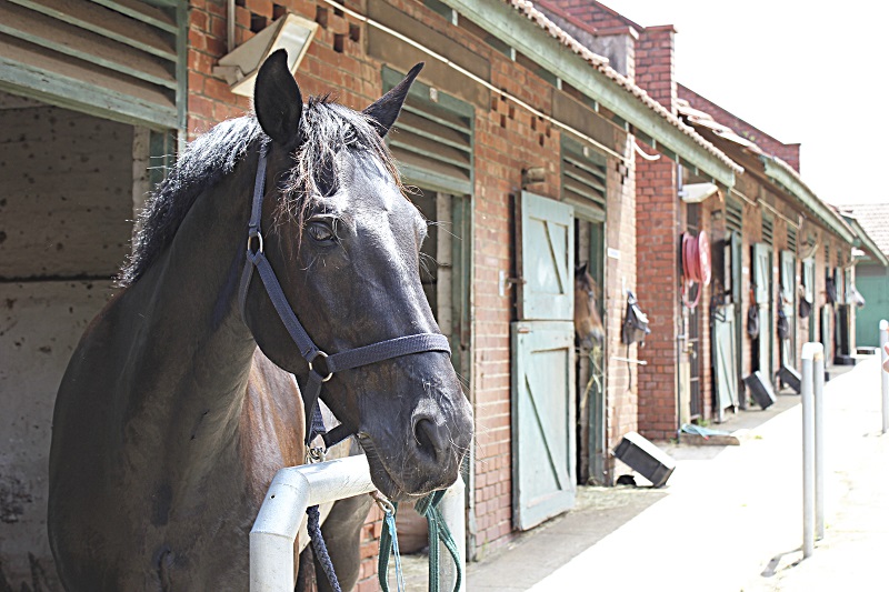 Horse Boarding Agreements, Karen Weslowski, horse boarding stress, written horse boarding agreement, horse boarding stable agreement, legally enforceable horse boarding agreement