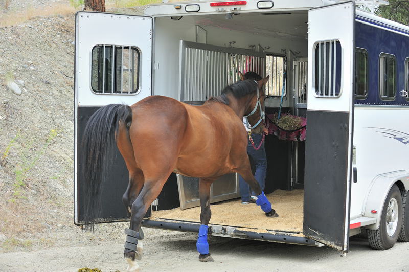 commercial horse hauling, professional horse haulers, hauling horses, horse trailer, haul client's horse, haul boarder's horse