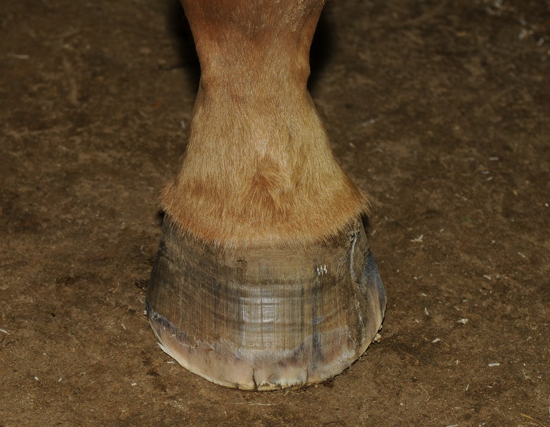 Hans Wiza, good horse hooves vs bad horse hooves, horse care, horse health, equine coronary band, equine canon bone, hoof cracking, hoof flaking, hoof splitting, hoof bending, hoof folding, trimming horse hooves, equine pastern