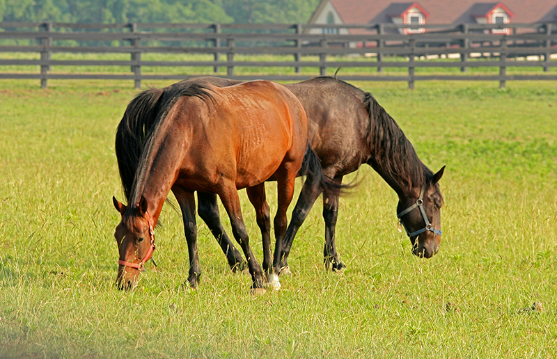 improve horse property, pasture fecal egg counts, rotational horse grazing, Harrow manure spread, horse pasture management, chewing horse fences, poisonous weeds horse pasture