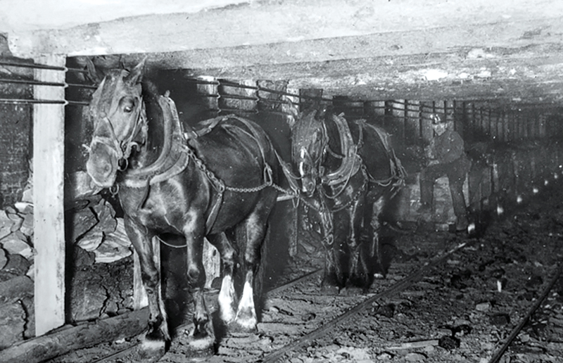 Pit Ponies, Pit Horses, pit pony history, miner Ceri Thompson, Canadian Coal Mining history, Sable Island, underground stables, Underground haulage, Coal Mining Canada