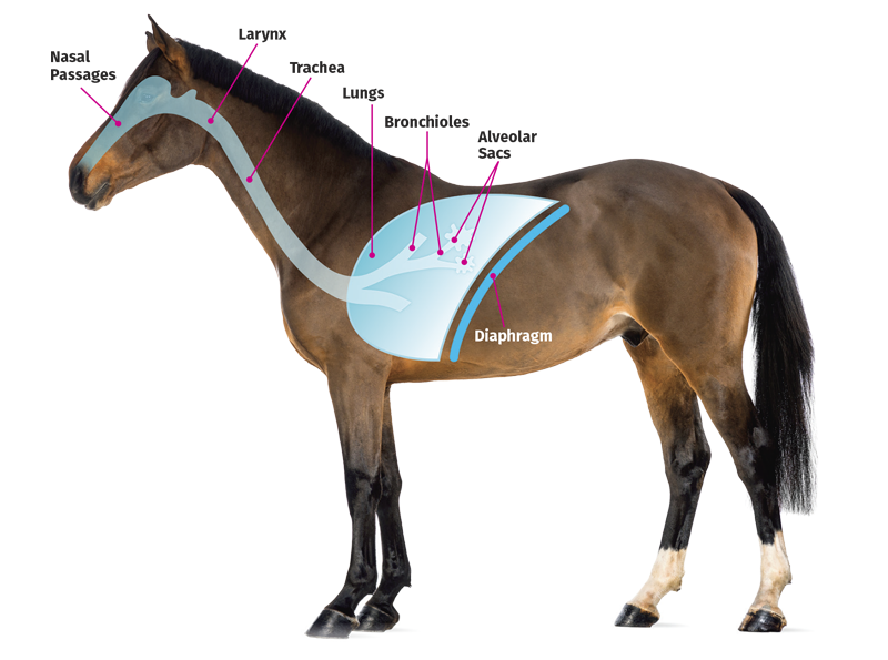 equine respiratory ailments, horse barn air quality, horse care, horse barn drainage, horse barn ventilation, equine respiratory system, horse bedding
