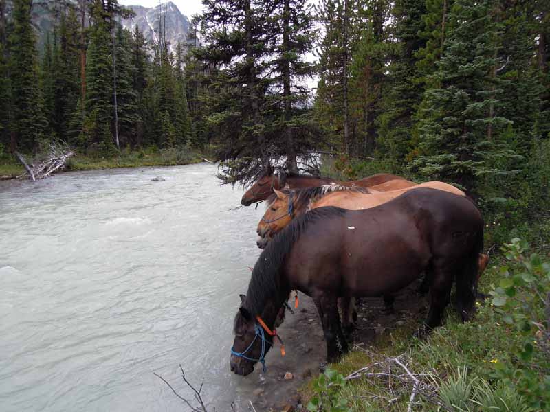 Traversing Canadian Rockies, Tania Millen, holidays on horseback, Alberta pack-trip, Azure Lake, Sulphur River, Jasper National Park, Summit pass, crossing Chown Creek