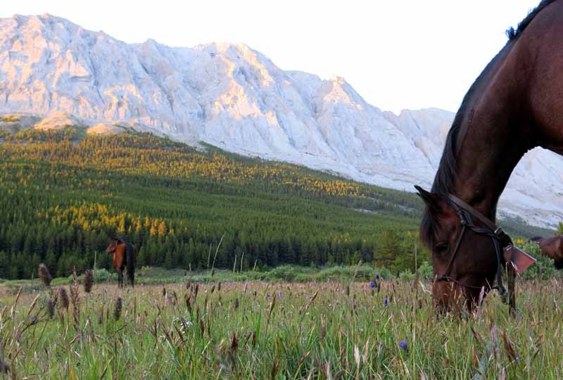 Traversing Canadian Rockies, Tania Millen, holidays on horseback, Alberta pack-trip, Azure Lake, Sulphur River, Jasper National Park, Summit pass, crossing Chown Creek