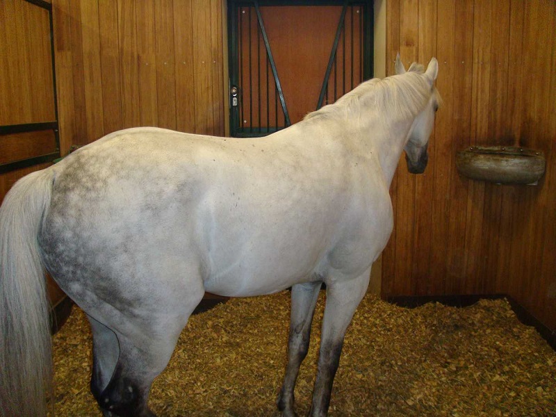 Horse Boarding Agreements, Karen Weslowski, horse boarding stress, written horse boarding agreement, horse boarding stable agreement, legally enforceable horse boarding agreement