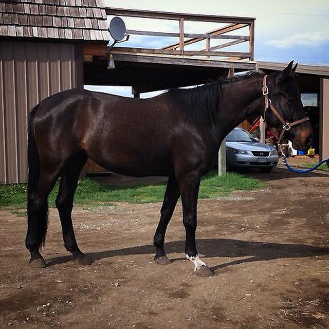 How to Train a horse's Mane, train the equine mane, horse grooming, shorten a horse's mane