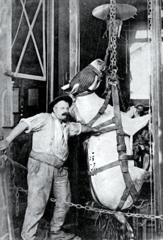 Pit Ponies, Pit Horses, pit pony history, miner Ceri Thompson, Canadian Coal Mining history, Sable Island, underground stables, Underground haulage, Coal Mining Canada