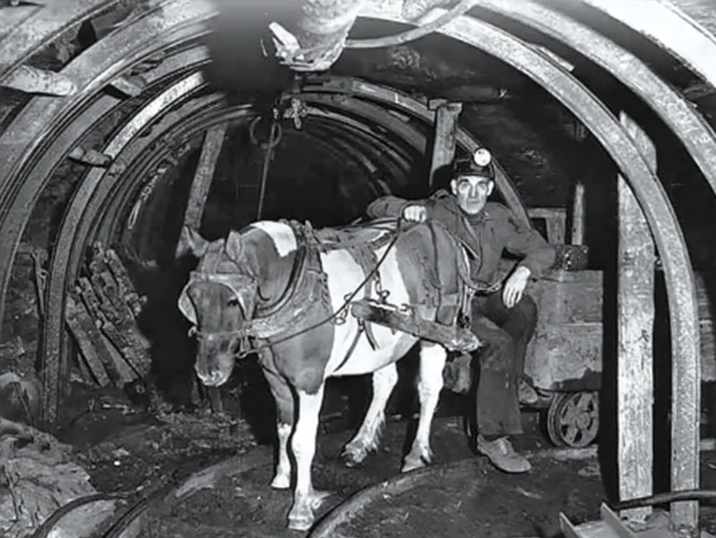 Pit Ponies, Pit Horses, pit pony history, miner Ceri Thompson, Canadian Coal Mining history, Sable Island, underground stables, Underground haulage, Coal Mining Canada