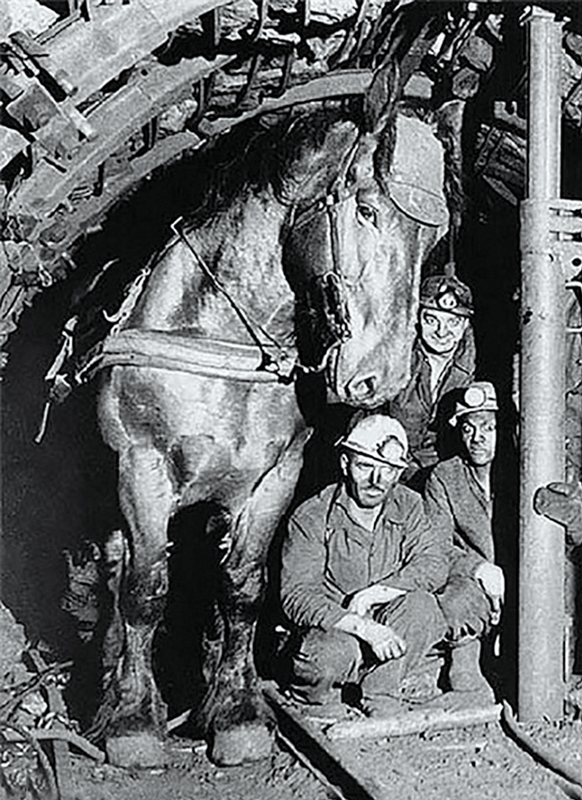 Pit Ponies, Pit Horses, pit pony history, miner Ceri Thompson, Canadian Coal Mining history, Sable Island, underground stables, Underground haulage, Coal Mining Canada