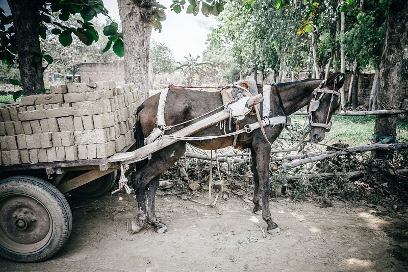 brooke usa, donkey sanctuary, spana, world horse welfare, brooke international, donkeys third world countries equine horses third world contries, horse welfare, equine welfare