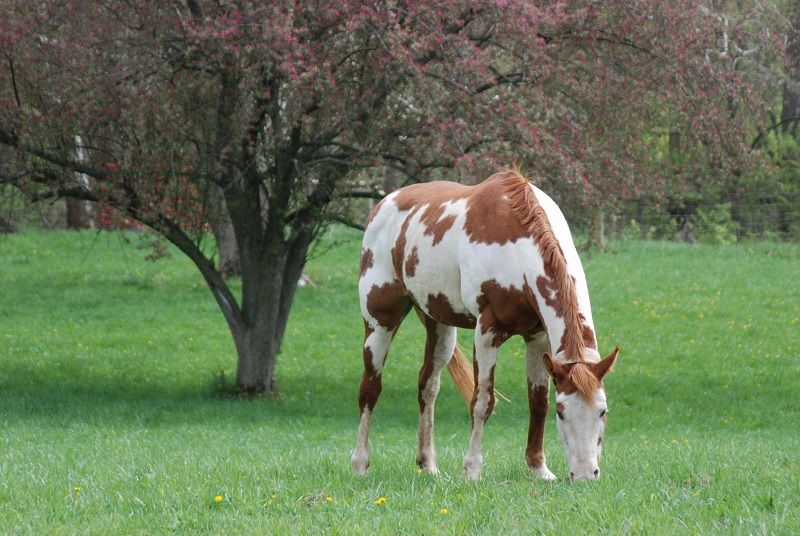 equine respiratory ailments, horse barn air quality, horse care, horse barn drainage, horse barn ventilation, equine respiratory system, horse bedding