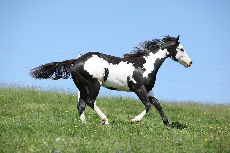 Horse Boarding Agreements, Karen Weslowski, horse boarding stress, written horse boarding agreement, horse boarding stable agreement, legally enforceable horse boarding agreement