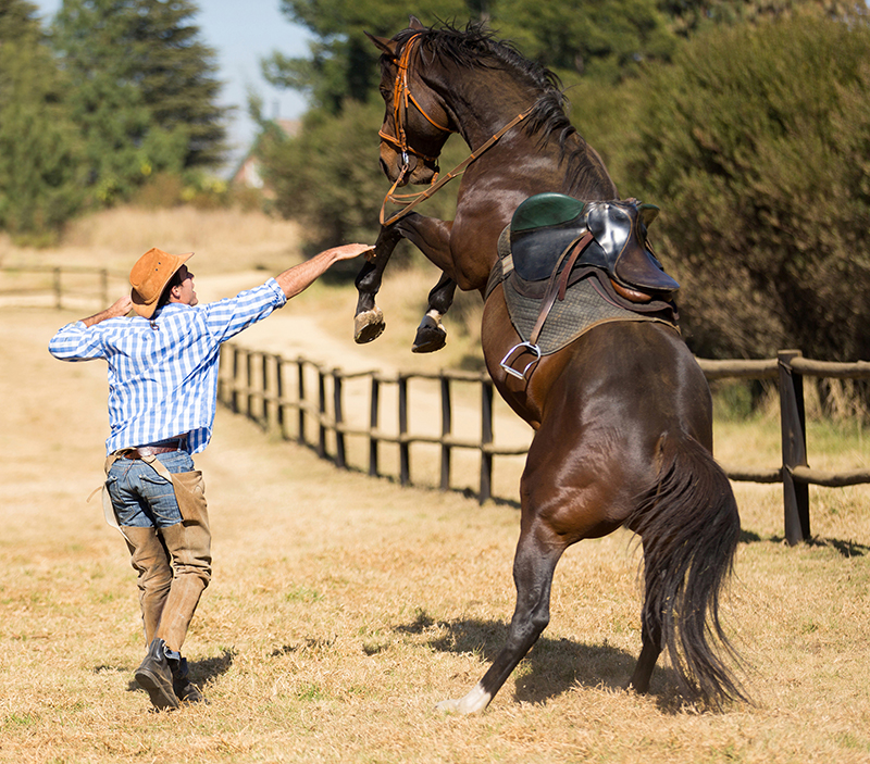 help horse work through confusion, understanding confused Horse, horse aggression, giving proper horse cues, jonathan field help horse work through confusion, understanding confused Horse, horse aggression, giving proper horse cues, jonathan field