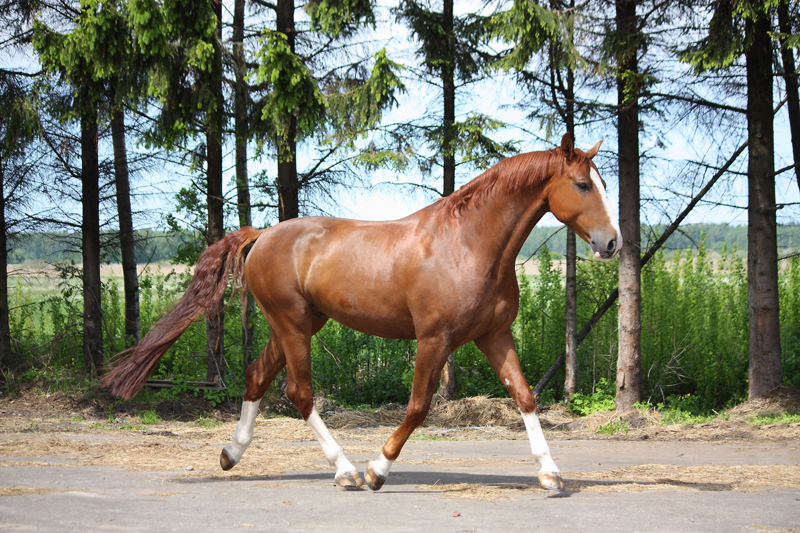Phedras de Blondel, how to secure horse farm, horse theft, horse slaughter, horse thief, Grand Prix rider Deborah Stephens, 12-year-old CSI**** level show jumper Phedras de Blondel, Harold Metcalfe, Debi Metcalfe, protect your horse, horse meat