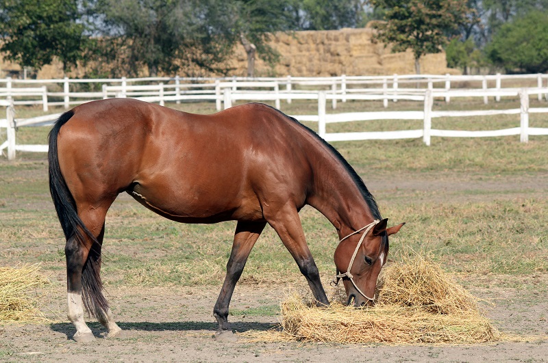 Horse Boarding Agreements, Karen Weslowski, horse boarding stress, written horse boarding agreement, horse boarding stable agreement, legally enforceable horse boarding agreement
