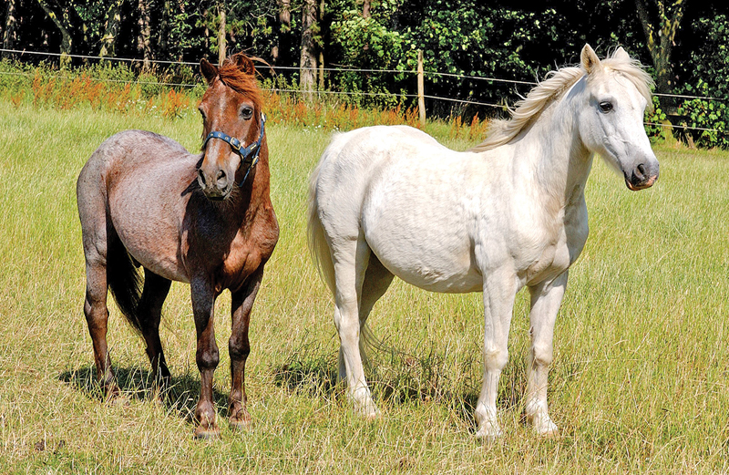 Pit Ponies, Pit Horses, pit pony history, miner Ceri Thompson, Canadian Coal Mining history, Sable Island, underground stables, Underground haulage, Coal Mining Canada