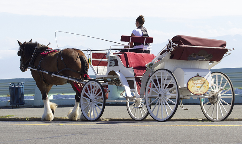 Carriage Horses, Tally-Ho Carriage Tours, Anton Henderson, Robert Carriages Inc., Donna Friedlander, horse jobs, equine jobs