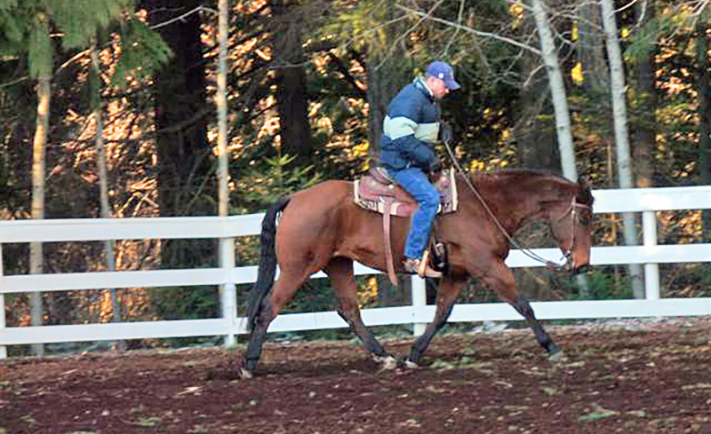 starting out right horse foot, nancy tapley, horse warm-up, Karen brain, horse riding technique, horse training 