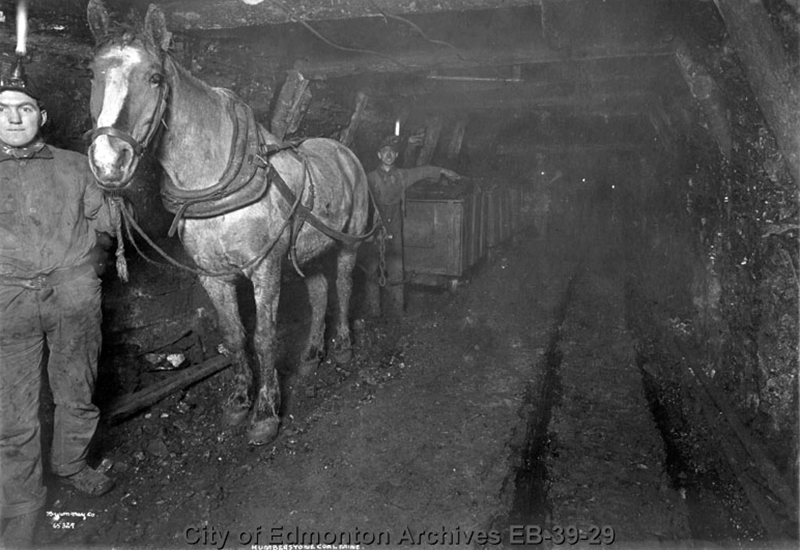 Pit Ponies, Pit Horses, pit pony history, miner Ceri Thompson, Canadian Coal Mining history, Sable Island, underground stables, Underground haulage, Coal Mining Canada
