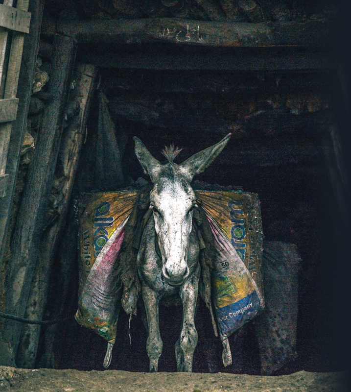 Pit Ponies, Pit Horses, pit pony history, miner Ceri Thompson, Canadian Coal Mining history, Sable Island, underground stables, Underground haulage, Coal Mining Canada