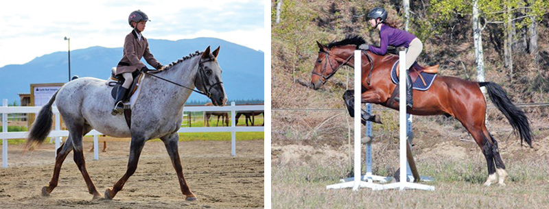 northern lights, aurora borealis, yukon horse, modern Equus, 