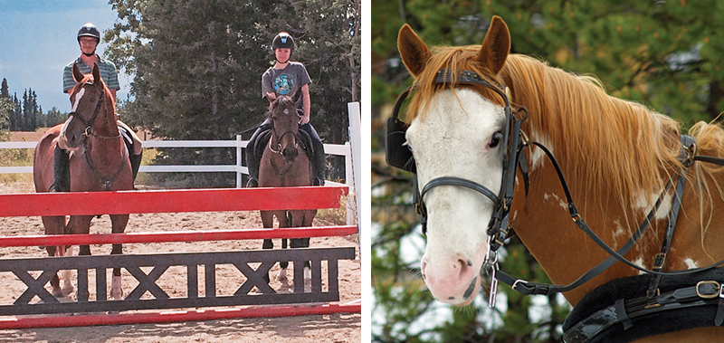 northern lights, aurora borealis, yukon horse, modern Equus, 